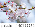 さくら 140135554