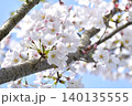 さくら 140135555
