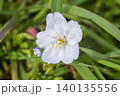 さくら 140135556