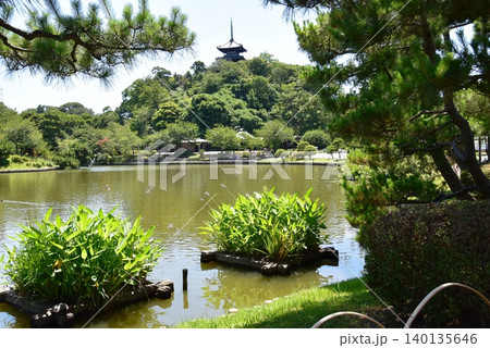 横浜市 三溪園の大池と三重塔 横浜市 三溪園の大池と三重塔 140135646