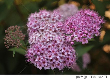 ピンク色のしもつけの花 140136401