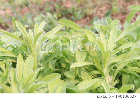 Stevia rebaudiana, candyleaf, sweet leaf, sugar leaf plant Stevia rebaudiana, candyleaf, sweet leaf, sugar leaf plant 140136627
