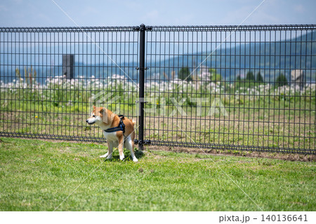 ドッグランでうんこする柴犬 ドッグランでうんこする柴犬 140136641