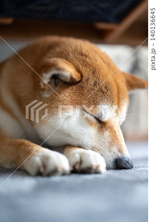 柴犬の寝顔 柴犬の寝顔 140136645
