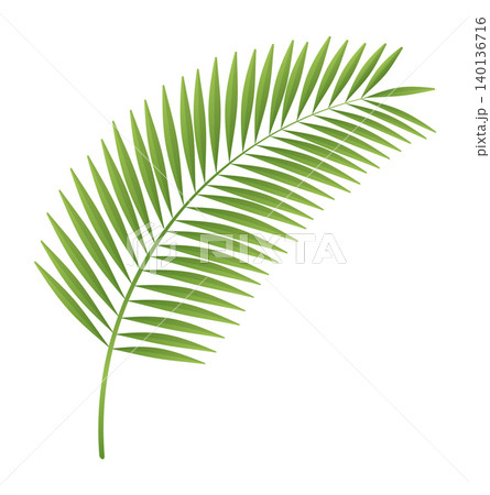Tropical Palm Leaf Illustration 140136716