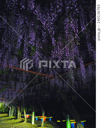 ハイビームでセルフライトアップ 朝日山森林公園の藤の花(香川県三豊市高瀬町) ハイビームでセルフライトアップ 朝日山森林公園の藤の花(香川県三豊市高瀬町) 140136765