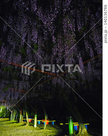 ハイビームでセルフライトアップ 朝日山森林公園の藤の花(香川県三豊市高瀬町) ハイビームでセルフライトアップ 朝日山森林公園の藤の花(香川県三豊市高瀬町) 140136766