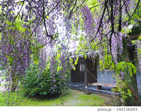 琴平・高燈籠の藤(香川県仲多度郡琴平町)6 琴平・高燈籠の藤(香川県仲多度郡琴平町)6 140136893