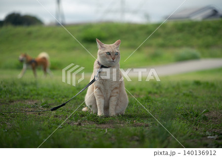 散歩する猫 散歩する猫 140136912