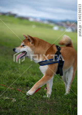 振り向く柴犬 振り向く柴犬 140136913