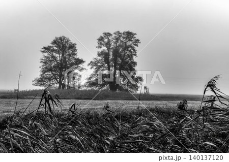 Foggy trees and meadow in monochrome 140137120