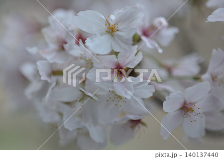 桜 桜 140137440