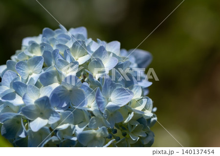 淡いブルーの紫陽花のクローズアップ 淡いブルーの紫陽花のクローズアップ 140137454