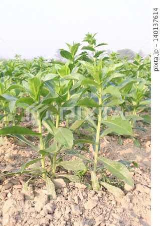 Safflower, false saffron flower plant on farm for harvest are cash crops 140137614