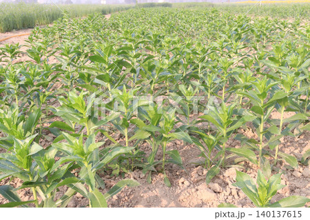 Safflower, false saffron flower plant on farm for harvest are cash crops Safflower, false saffron flower plant on farm for harvest are cash crops 140137615