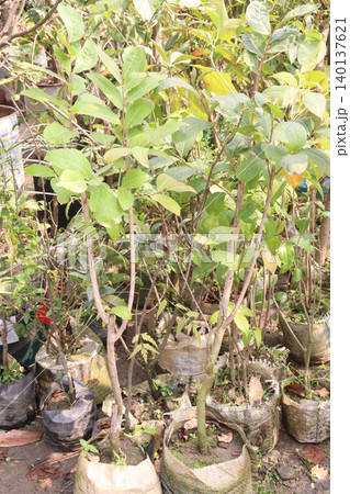 sugar apple plant on nursery for sell sugar apple plant on nursery for sell 140137621