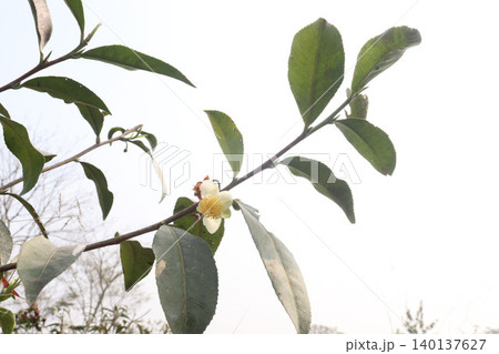 tea flower with leaf on tree in firm 140137627