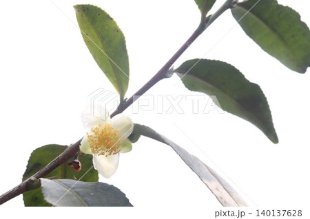 tea flower with leaf on tree in firm 140137628