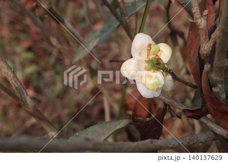 tea flower with leaf on tree in firm tea flower with leaf on tree in firm 140137629