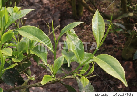 tea leaf on tree in firm for harvest 140137638