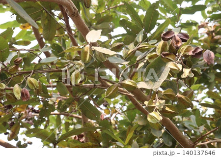 Arjun plant with fruit on farm for medicinal purpose Arjun plant with fruit on farm for medicinal purpose 140137646