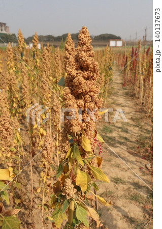 White goosefoot plant on farm for harvest White goosefoot plant on farm for harvest 140137673