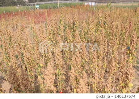 White goosefoot plant on farm for harvest White goosefoot plant on farm for harvest 140137674