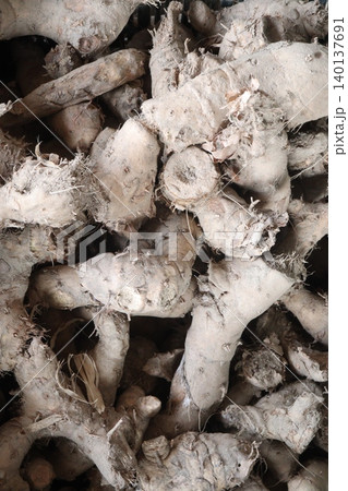 Curcuma aromatica, wild turmeric root stock on shop Curcuma aromatica, wild turmeric root stock on shop 140137691