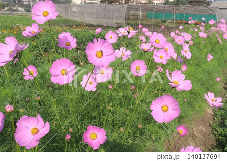 pink colored garden cosmos flower 140137694