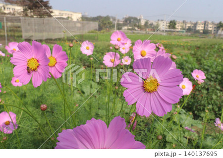 pink colored garden cosmos flower pink colored garden cosmos flower 140137695