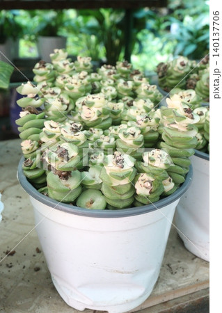 Crassula Jade Necklace succulent plant on pot Crassula Jade Necklace succulent plant on pot 140137706