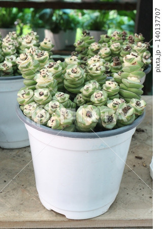Crassula Jade Necklace succulent plant on pot Crassula Jade Necklace succulent plant on pot 140137707