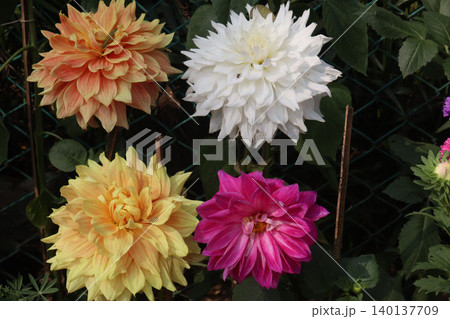 dahlia flower plant on farm for harvest dahlia flower plant on farm for harvest 140137709