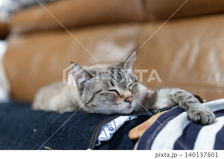 飼い主の上でくつろぐ可愛い猫 シャムトラ猫 飼い主の上でくつろぐ可愛い猫 シャムトラ猫 140137801