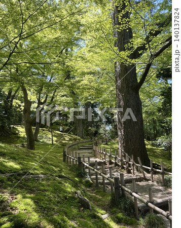 新緑に包まれる公園 新緑に包まれる公園 140137824