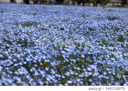 一面に咲くネモフィラの花 140138070