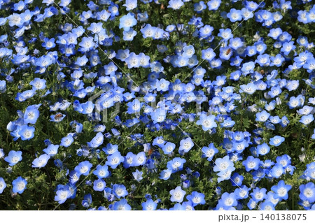 一面に咲くネモフィラの花 一面に咲くネモフィラの花 140138075