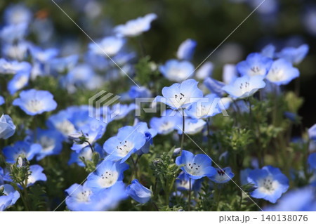 クローズアップ撮影したネモフィラの花 クローズアップ撮影したネモフィラの花 140138076