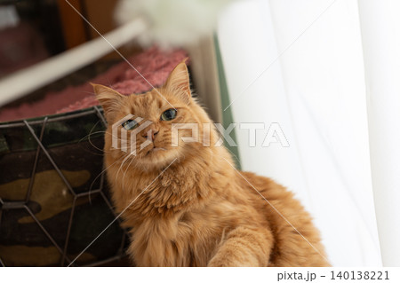 窓辺でくつろぐ可愛い猫 茶トラ猫 窓辺でくつろぐ可愛い猫 茶トラ猫 140138221