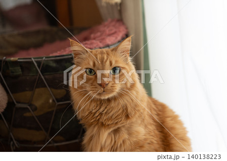 窓辺でくつろぐ可愛い猫 茶トラ猫 窓辺でくつろぐ可愛い猫 茶トラ猫 140138223