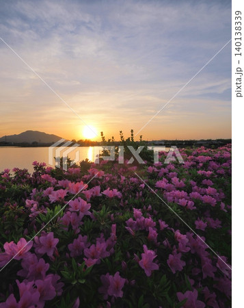 村上池の夕日とツツジ(香川県善通寺市) 村上池の夕日とツツジ(香川県善通寺市) 140138339