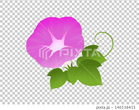 牽牛花 A-3 牽牛花 A-3 140138415