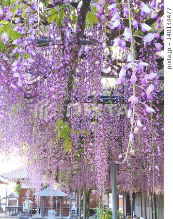 萬福寺2026 (香川県三豊市財田町) 萬福寺2026 (香川県三豊市財田町) 140138477