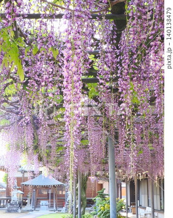 萬福寺2026 (香川県三豊市財田町) 萬福寺2026 (香川県三豊市財田町) 140138479