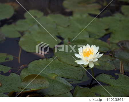 小雨の降る5月の池に可憐に咲いていた白いハスの花 小雨の降る5月の池に可憐に咲いていた白いハスの花 140138684