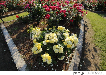 荒尾市 おもやい市民花壇 バラの花、 荒尾市 おもやい市民花壇 バラの花、 140138790