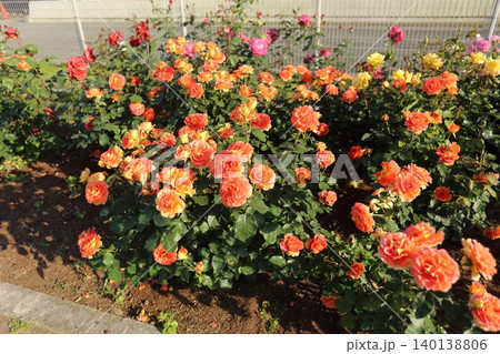 荒尾市 おもやい市民花壇 バラの花、 荒尾市 おもやい市民花壇 バラの花、 140138806