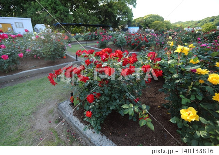 荒尾市 おもやい市民花壇 バラの花、 荒尾市 おもやい市民花壇 バラの花、 140138816