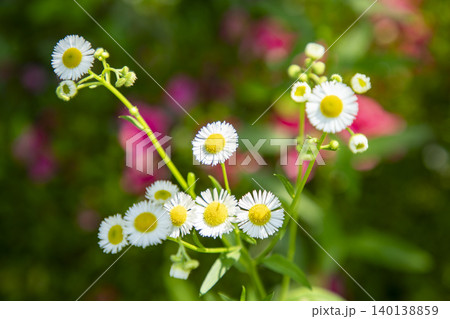 白いヒメジョオンの花 140138859