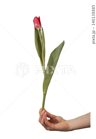 Hand holding single red tulip with green stem against background. Flower presented vertically showing fresh bloom and natural shape. Gift concept symbolizing love spring and romantic gesture Hand holding single red tulip with green stem against background. Flower presented vertically showing fresh bloom and natural shape. Gift concept symbolizing love spring and romantic gesture 140138885